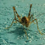 Cricket on water