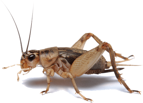 Large Cricket