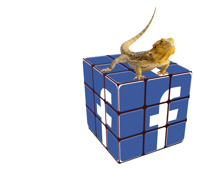 facebook lizard
