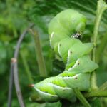 Lively hornworm