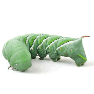 Hornworms