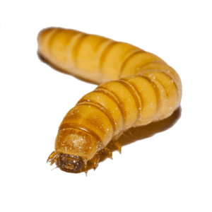 Mealworm