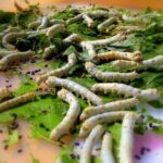 Silkworms on leaves
