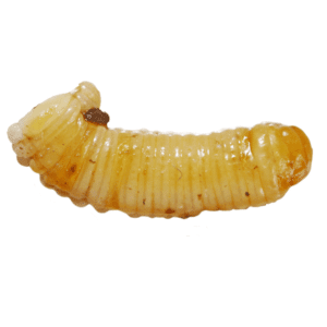 Waxworms