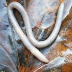 Earthworm on Leaf