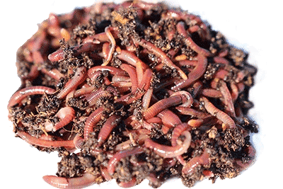  WWJD Worms 1 Pound Red Wiggle Worms Red Wigglers Composting  Worms - Earth Worms, Red Worms, Live Worms for Garden, Farm Soil - Red  Wigglers Live Worms for Fishing 
